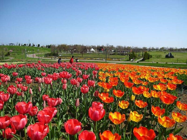 【栃木県内発】 GW!北欧風温泉リゾートで過ごす休日 春爛漫!スイセン&チューリップ~越後上州花めぐり~2